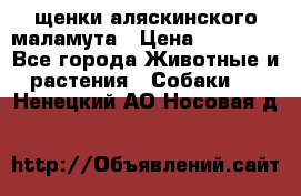 щенки аляскинского маламута › Цена ­ 20 000 - Все города Животные и растения » Собаки   . Ненецкий АО,Носовая д.